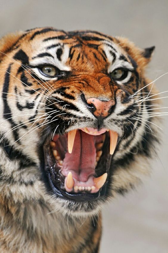 snarling tiger