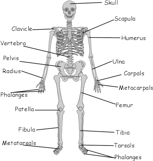 image of skeleton, not critical to  content